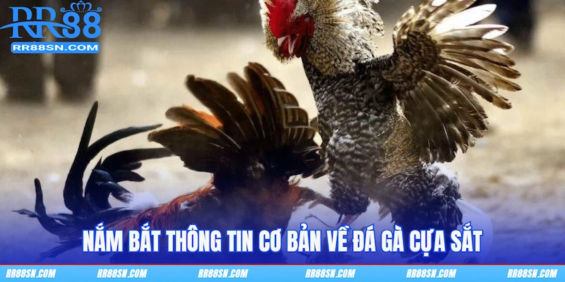 Nắm bắt thông tin cơ bản về đá gà cựa sắt